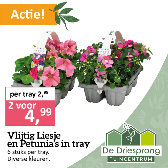 Vlijtig Liesje en Petunia's in tray