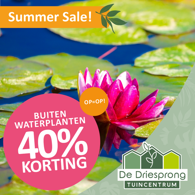 Waterplanten* 40% korting!