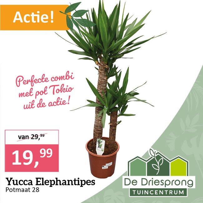 Yucca Elephantipes
