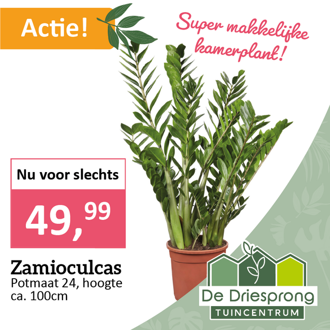 Zamioculcas