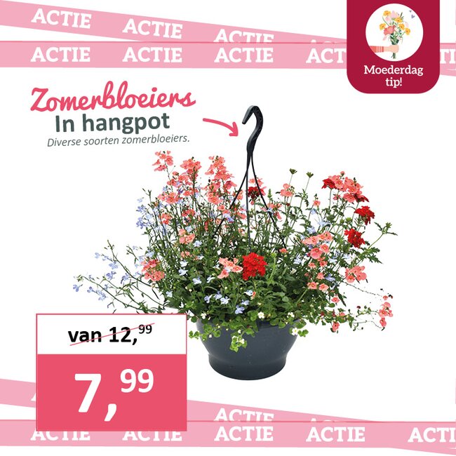 Zomerbloeiers in hangpot