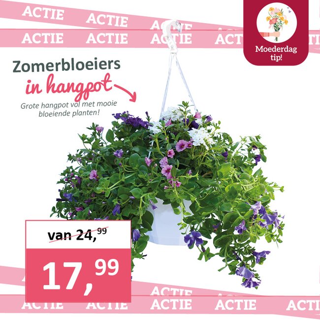 Zomerbloeiers in hangpot