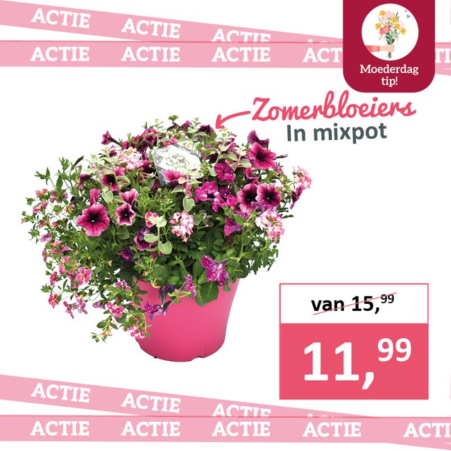 Zomerbloeiers in mixpot