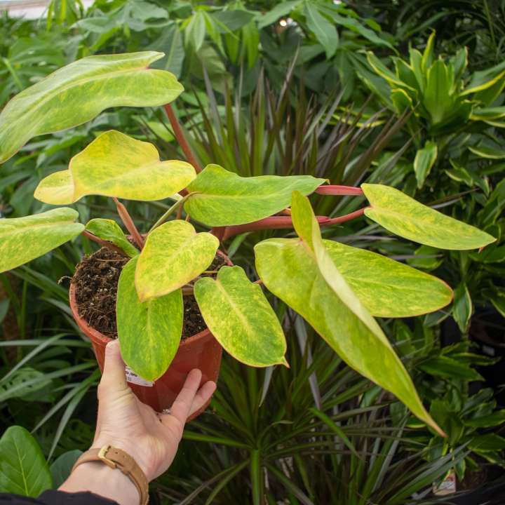 Philodendron Painted Lady