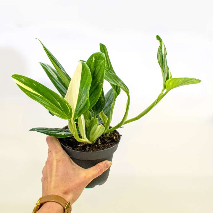 Philodendron Cobra