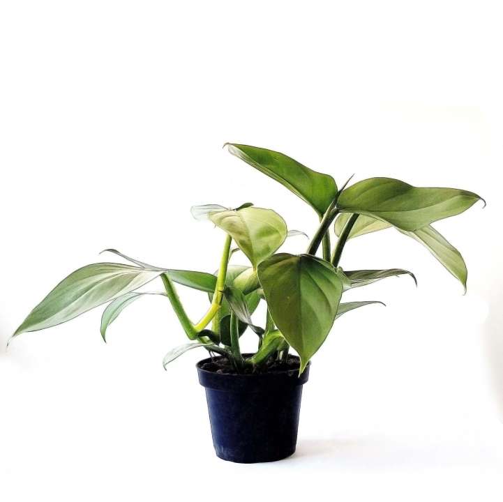 philodendron hastatum