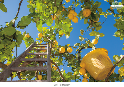 Beeldbank tuinposter op maat