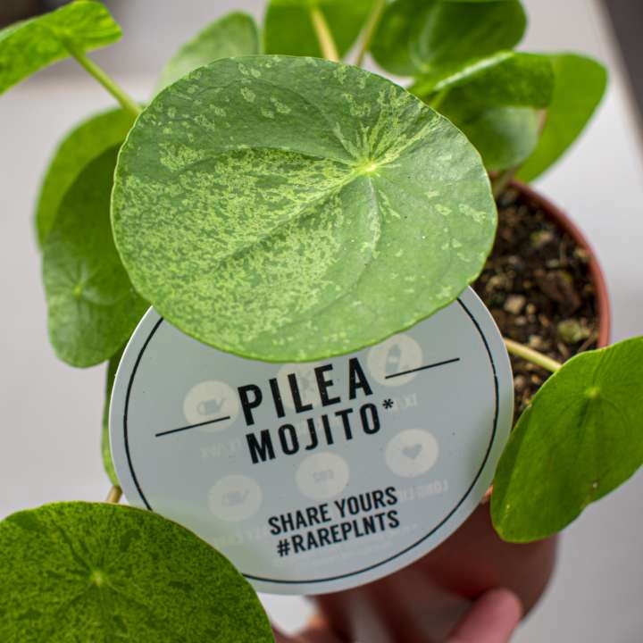 pilea mojito