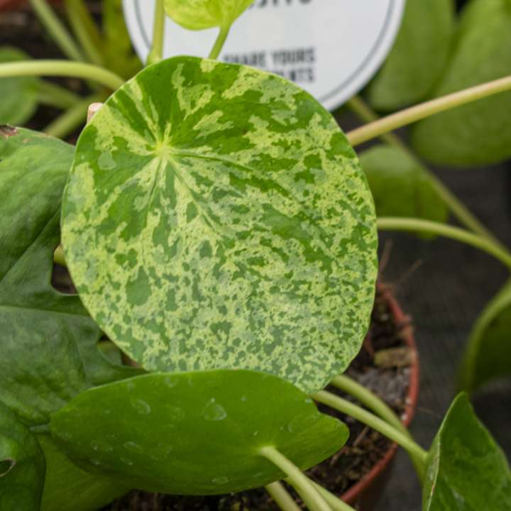 pilea mojito