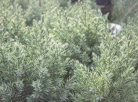 Bomen, heesters en coniferen voor elke tuin