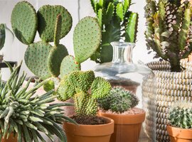 Cactussen en Vetplanten: Hip & Happening