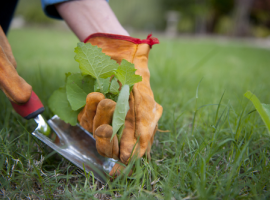 Onderhoud Gazon | Groen en Gezond Gras