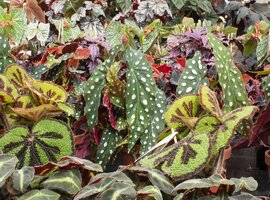 100+ Unieke Kamerplanten Soorten | Tuincentrum de Driesprong