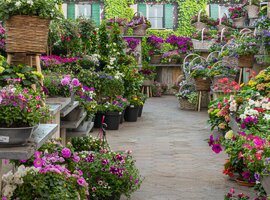 Tuinplanten in 100+ soorten | Tuincentrum ZOETERMEER