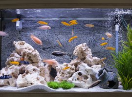 Vissen en aquariums