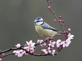 Vogelproducten - Tuincentrum De Driesprong