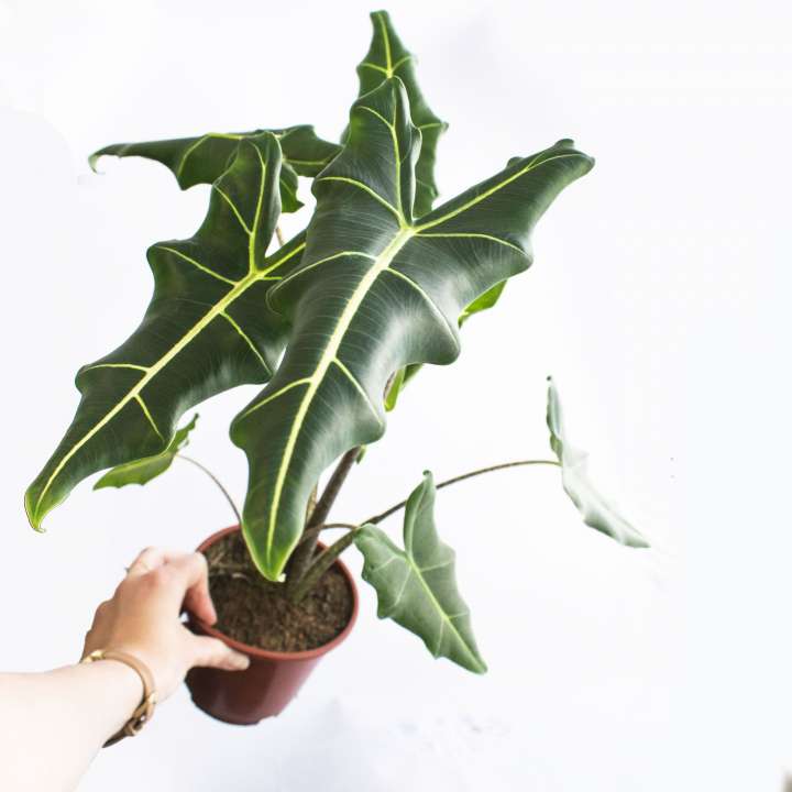 alocasia sarna