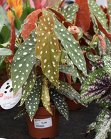 Bijzondere kamerplanten