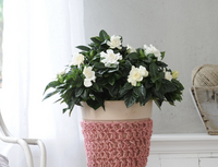 Bloeiende kamerplanten