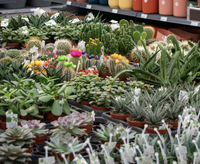 Cactussen & vetplanten