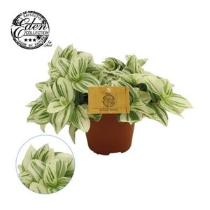Tradescantia - afbeelding 2
